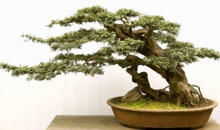 对节白蜡如何养护 对节白蜡养殖方法和注意事项