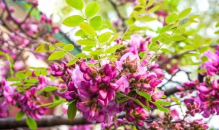 毛刺槐介绍 毛刺槐是什么科