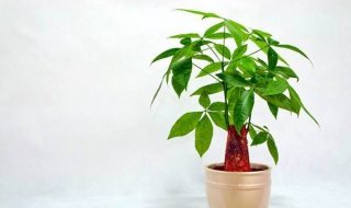 发财树怎样养护 家中发财树怎样养护