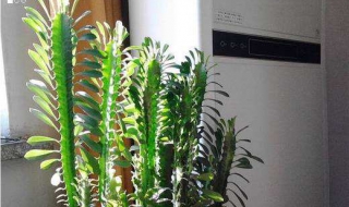 龙骨花怎么样养护（龙骨花怎么样养护和管理）