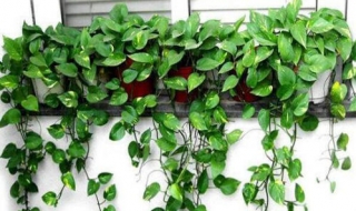 绿萝可以浇啤酒吗 绿萝可以浇啤酒吗比例