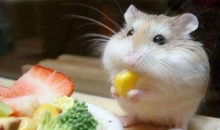 仓鼠能吃面包吗 仓鼠能吃大米吗(生的