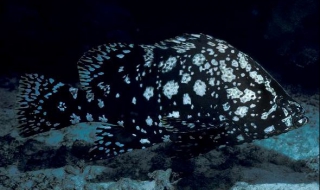 革鳞鮨介绍（( 鳞片）