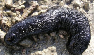 荡皮参介绍（皮参的做法大全家常）