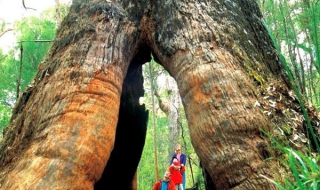 巨人谷旅游攻略 巨人谷旅游攻略一日游