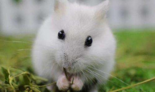 银狐仓鼠介绍 银狐仓鼠资料大百科