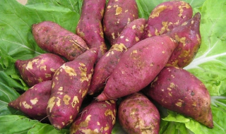 地瓜和红薯的区别 地瓜