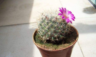 仙人球多久浇一次水 冬天仙人球多久浇一次水