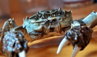 大闸蟹保鲜方法 大闸蟹保鲜方法视频