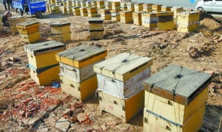 蜜蜂如何分箱 蜜蜂如何分箱介王