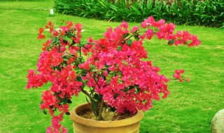 三角梅几月开花（北方三角梅几月开花）