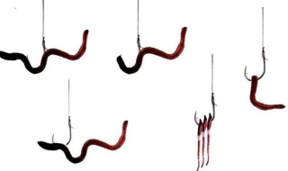 如何使用蚯蚓钓鱼 如何使用蚯蚓钓鱼竿