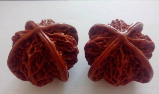 文玩核桃种类有哪些（文玩核桃种类有哪些名称）