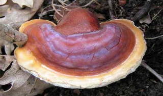 灵芝有几种 灵芝有几种叫法