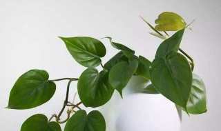 心叶蔓绿绒介绍（心型蔓绿绒）