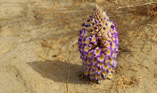 沙漠人参介绍（沙漠人参介绍图片）