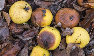 烂苹果可以做花肥吗 烂苹果可以做花肥吗视频