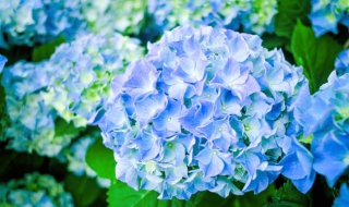 绣球花怎么养殖 绣球花怎么养殖喜欢什么