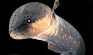 电鳗放电原因（电鳗放电原因分析）