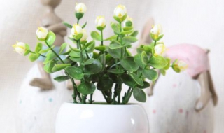 茉莉花施肥方法（茉莉花怎么施肥施什么肥）