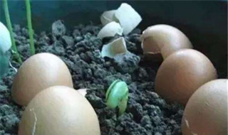 鸡蛋可以当花肥吗 鸡蛋可以当花肥吗怎么做