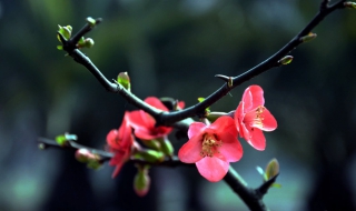 海棠花图片（海棠花图片大全高清图片）
