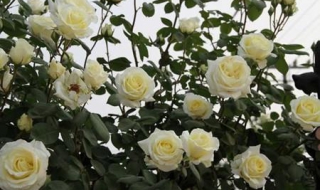 月季花图片 月季花图片高清