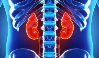 肾脏对生命的意义 仅剩一个肾脏对生命的影响