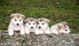 夏天太热，如何给宠物狗狗降温（夏天太热,如何给宠物狗狗降温降暑）