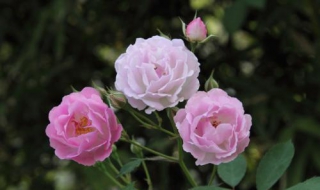 蔷薇花图片 蔷薇花图片唯美壁纸