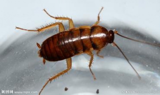 蟑螂怕什么 蟑螂怕什么植物