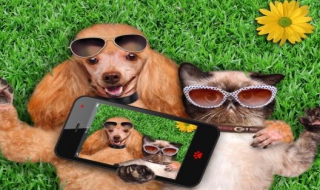 狗狗图片（狗狗图片大全大图）