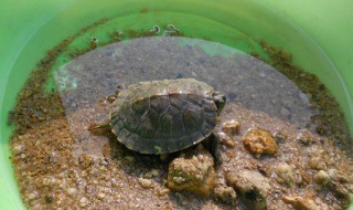 怎么养乌龟 怎么养乌龟的视频