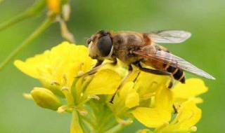 被蜜蜂蛰了怎么办（被蜜蜂蛰了怎么办才能不疼）