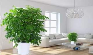 幸福树的养殖方法以及注意事项 幸福树的养殖方法以及注意事项图片