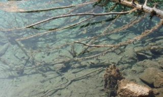地震前兆及逃生手册 地震的前兆和逃生技巧