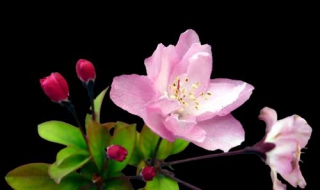 海棠花图片 海棠花图片 盆景