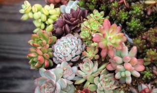 多肉植物图片（多肉植物图片大全名称）