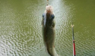 秋天钓鲫鱼技巧（秋冬季钓鲫鱼技巧）