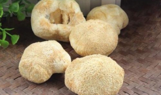 猴头菇怎么吃最养胃（猴头菇怎么吃最养胃和功效胃癌可以吃猴头菇吗）