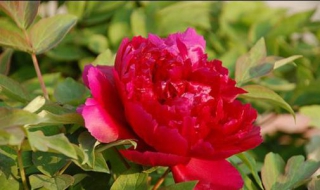 牡丹花怎么养（牡丹花怎么养殖方法）