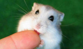 仓鼠吃什么 仓鼠吃什么蔬菜