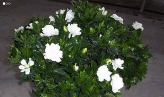 栀子花怎么养才好（栀子花怎么养才好活）