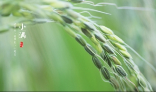 小满是什么意思（阿里巴巴小满是什么意思）