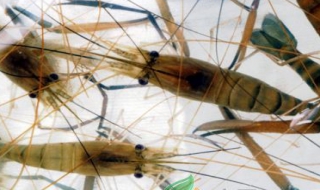 河虾吃什么 河虾吃什么饵料