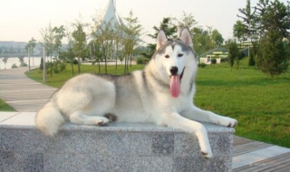 哈士奇图片 哈士奇图片帅气