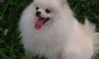 博美犬图片 博美犬图片多少钱一只