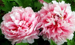 牡丹花怎么养 小丽牡丹花怎么养