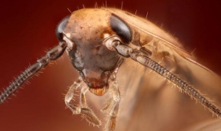 蟑螂怕什么 蟑螂怕什么动物