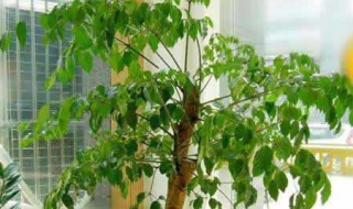 幸福树的养殖方法和注意事项（幸福树的养殖方法和注意事项图片）